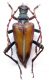 Akimerus berchmansi_female_var_002.jpg