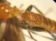 Braconidae 004 A.jpg