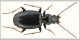 Ocydromus tibiale Bondone 22-05-2010.jpg