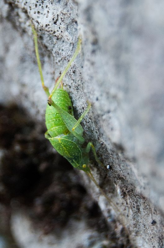 Grillo-verde-7-1.jpg