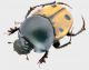 Helictopleurus quadripunctatus (Olivier, 1789) 3_4 RID.jpg
