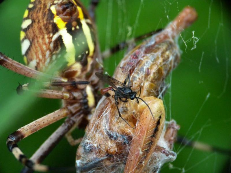 argiope con ichneumonidae 4.JPG