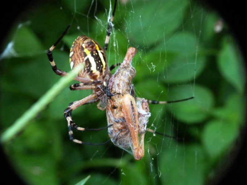 argiope con ichneumonidae 3.JPG