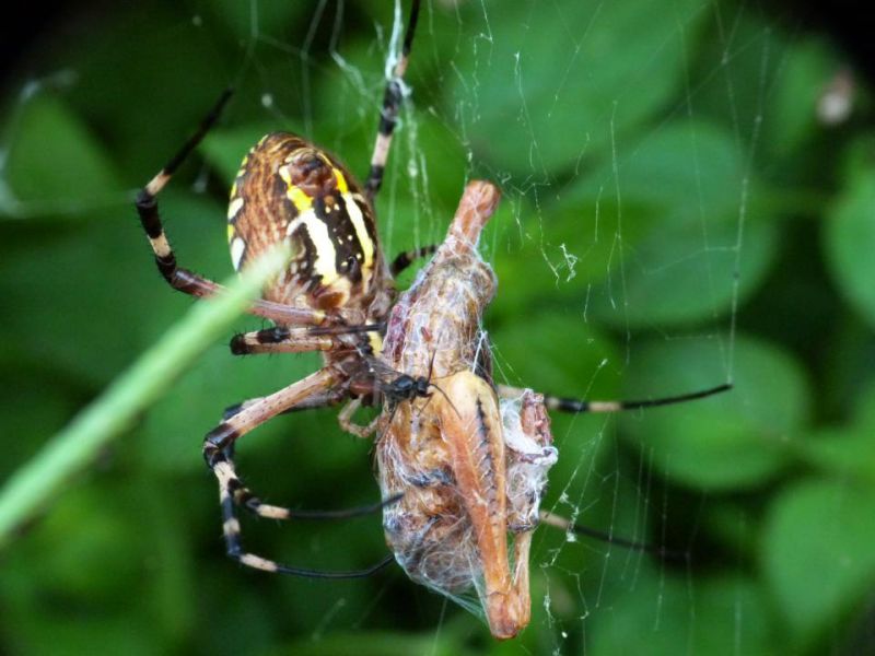 argiope con ichneumonidae 2.JPG