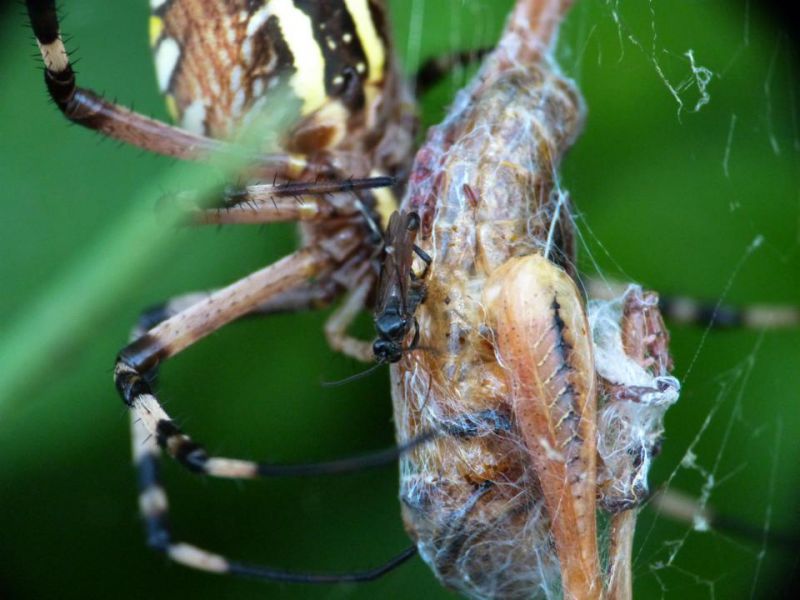 argiope con ihneumonidae.JPG