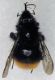Bombus_wurflenii1.FEI.jpg