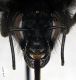 Bombus_wurflenii2.FEI.jpg