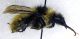Bombus_mucidus2.FEI.jpg