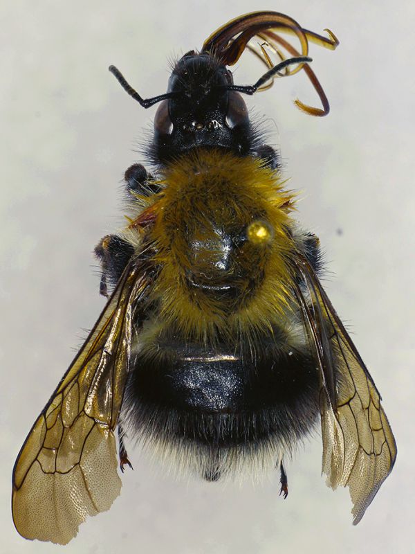 Bombus_gerstaeckeri1.FEI.jpg