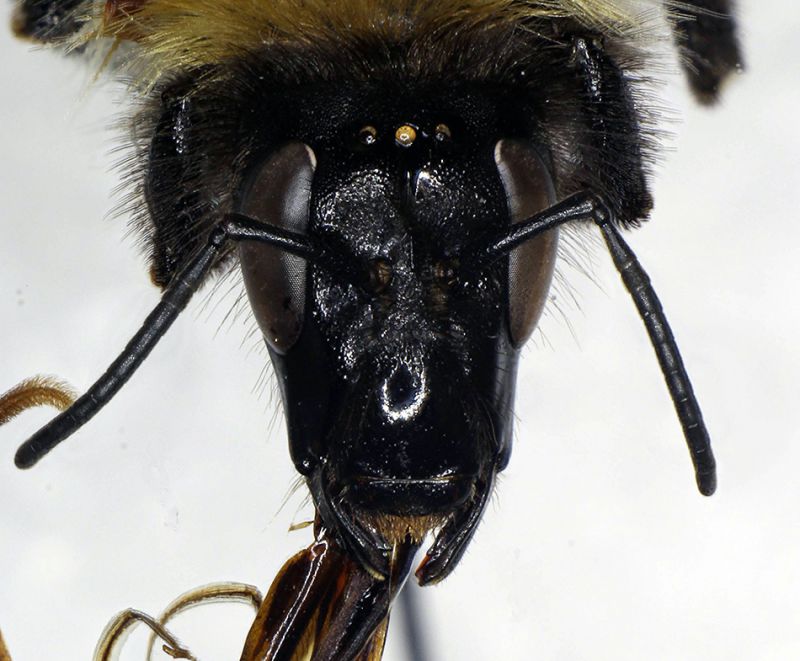 Bombus_gerstaeckeri2.FEI.jpg