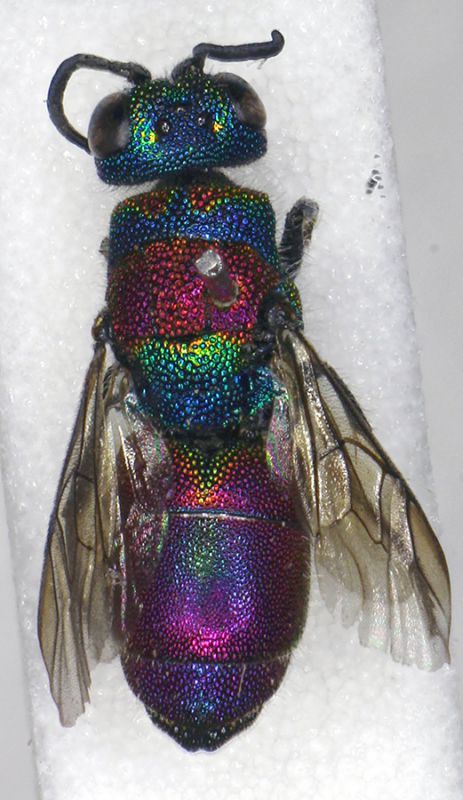 Chrysis_sp.11.FEI.jpg