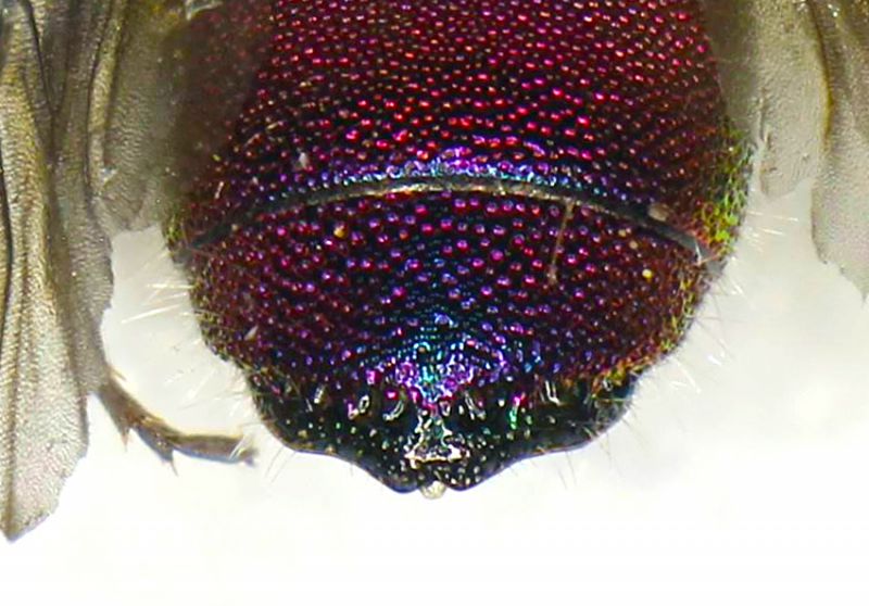 Chrysis_sp.13.FEI.jpg