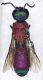 Chrysis_sp.21.FEI.jpg