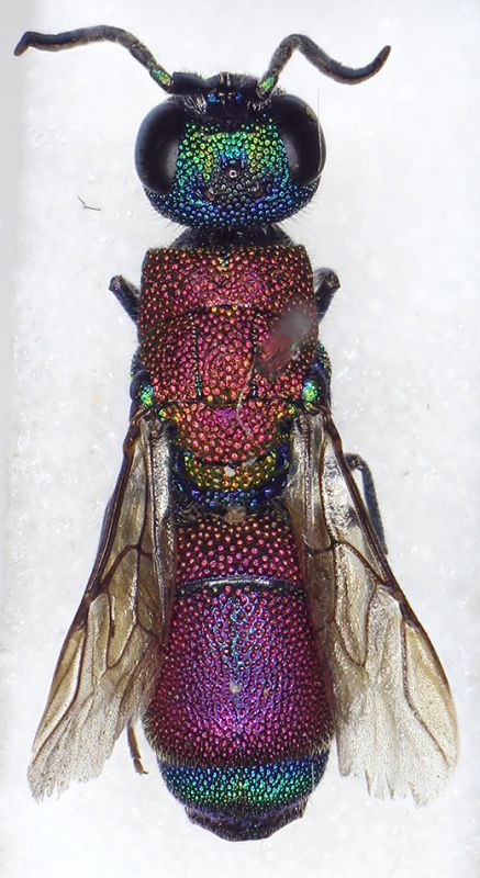 Chrysis_sp.21.FEI.jpg