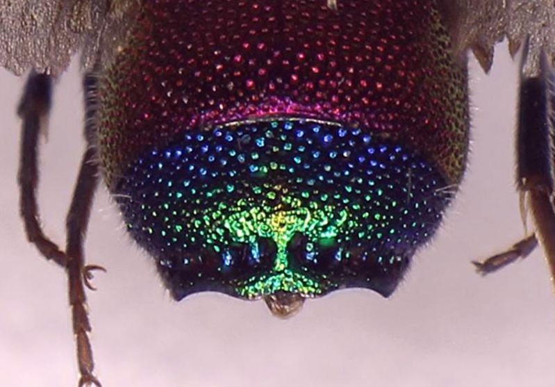 Chrysis_sp.23.FEI.jpg