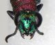 Chrysis_sp32.FEI.jpg