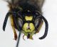 Vespula_rufa2.FEI.jpg
