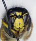 Dolichovespula_saxonica2.FEI.jpg