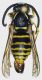 Dolichovespula_saxonica3.FEI.jpg