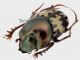 Onthophagus elegans Klug, 1832 3_4 RID.jpg