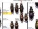 Carabidae 35.JPG