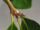 Kleidocerys_resedae_adulto_2.jpg