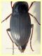 Carabidae 14 mm. - Posta Fibreno (FR) dal 3 al 8.9.2020 - (5).JPG
