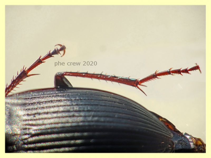 Carabidae 14 mm. - Posta Fibreno (FR) dal 3 al 8.9.2020 - (2).JPG