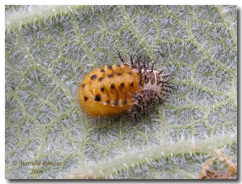 Henosepilachna elaterii, pupa, Capaci,  2 giugno 2006.jpg