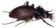 Lichnocarabus limbatus clarkei 3.jpg