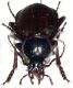 Lichnocarabus limbatus clarkei 2.jpg