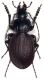 Lichnocarabus limbatus clarkei 1.jpg
