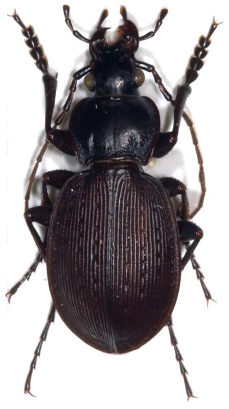 Lichnocarabus limbatus clarkei 1.jpg