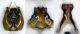Anthophora_agamaGenitalia.FEI.jpg
