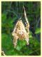probabile Araneus diadematus - Posta Fibreno FR - dal 3 al 8.9.2020 - (3).JPG