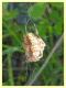 probabile Araneus diadematus - Posta Fibreno FR - dal 3 al 8.9.2020 - (2).JPG