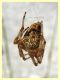 probabile Araneus diadematus - Posta Fibreno FR - dal 3 al 8.9.2020 - (1).JPG