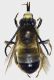 Eucera_berlandi3.FEI.jpg