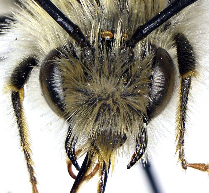 Eucera_bidentata2.FEI.jpg