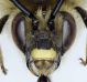 Eucera_taurica2.FEI.jpg