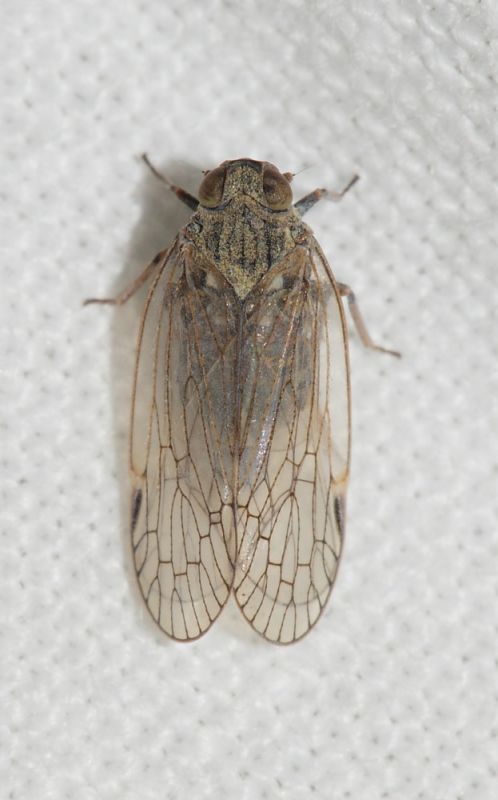 Homoptera ID7.JPG