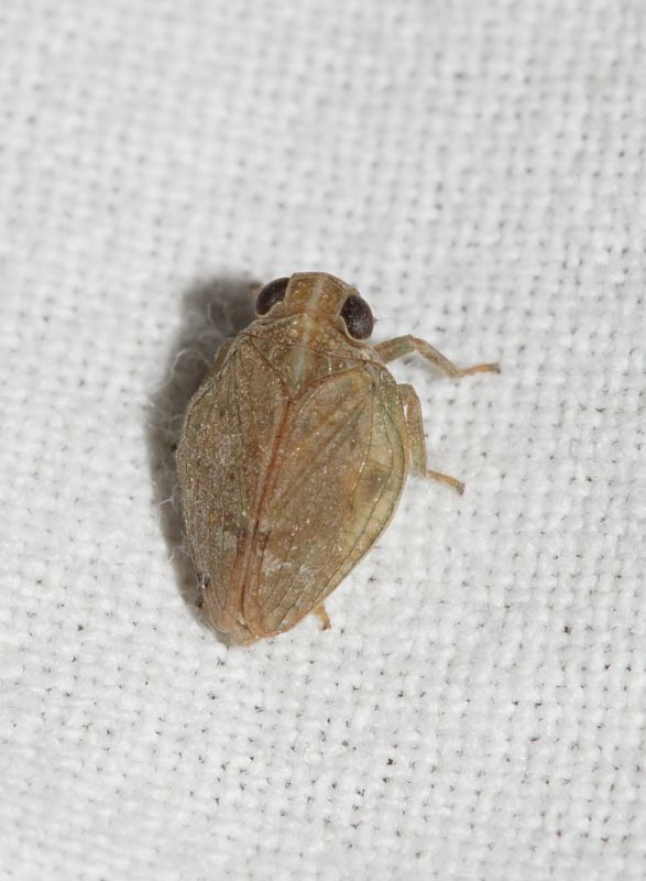 Homoptera ID2.JPG