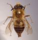 Eucera maschio.jpg