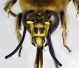 Habropoda_zonatula2.FEI.jpg