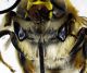Habropoda_zonatula3.FEI.jpg