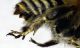 Habropoda_zonatula4.FEI.jpg