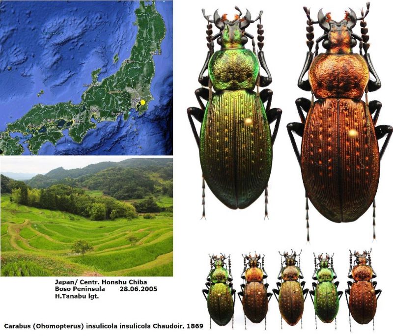 Carabus (Ohomopterus) insulicola insulicola   Chaudoir, 1869.jpg