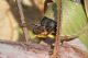 Orthoptera ID dett cerci2.JPG
