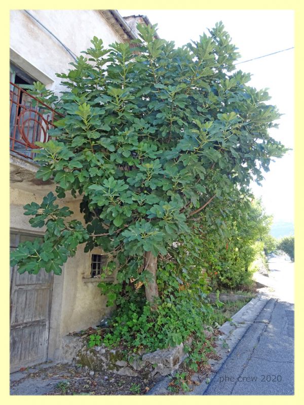 Ceroplastes sp. su Ficus - Posta Fibreno FR - dal 3 al 8.9.2020 - (4).JPG