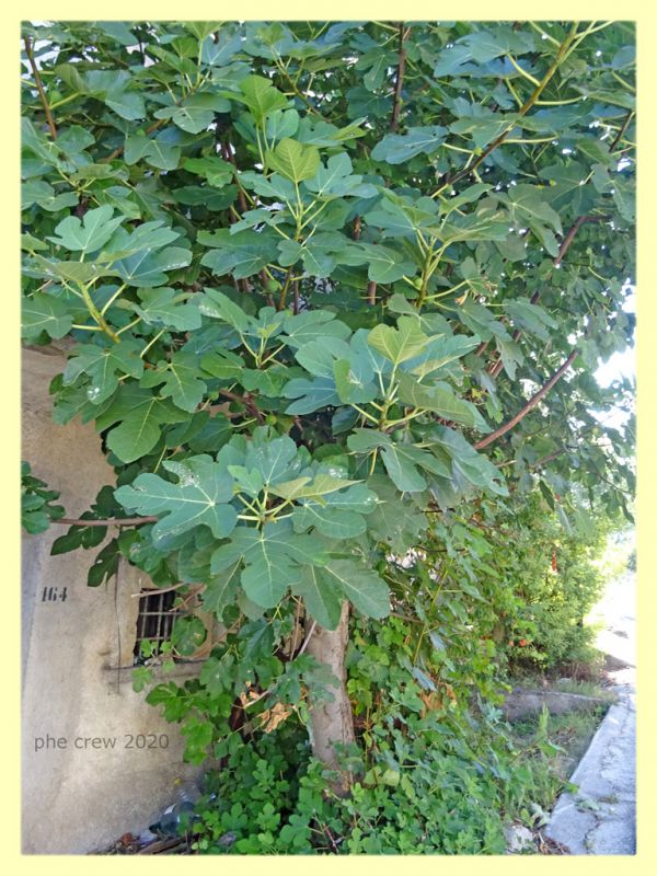 Ceroplastes sp. su Ficus - Posta Fibreno FR - dal 3 al 8.9.2020 - (5).JPG